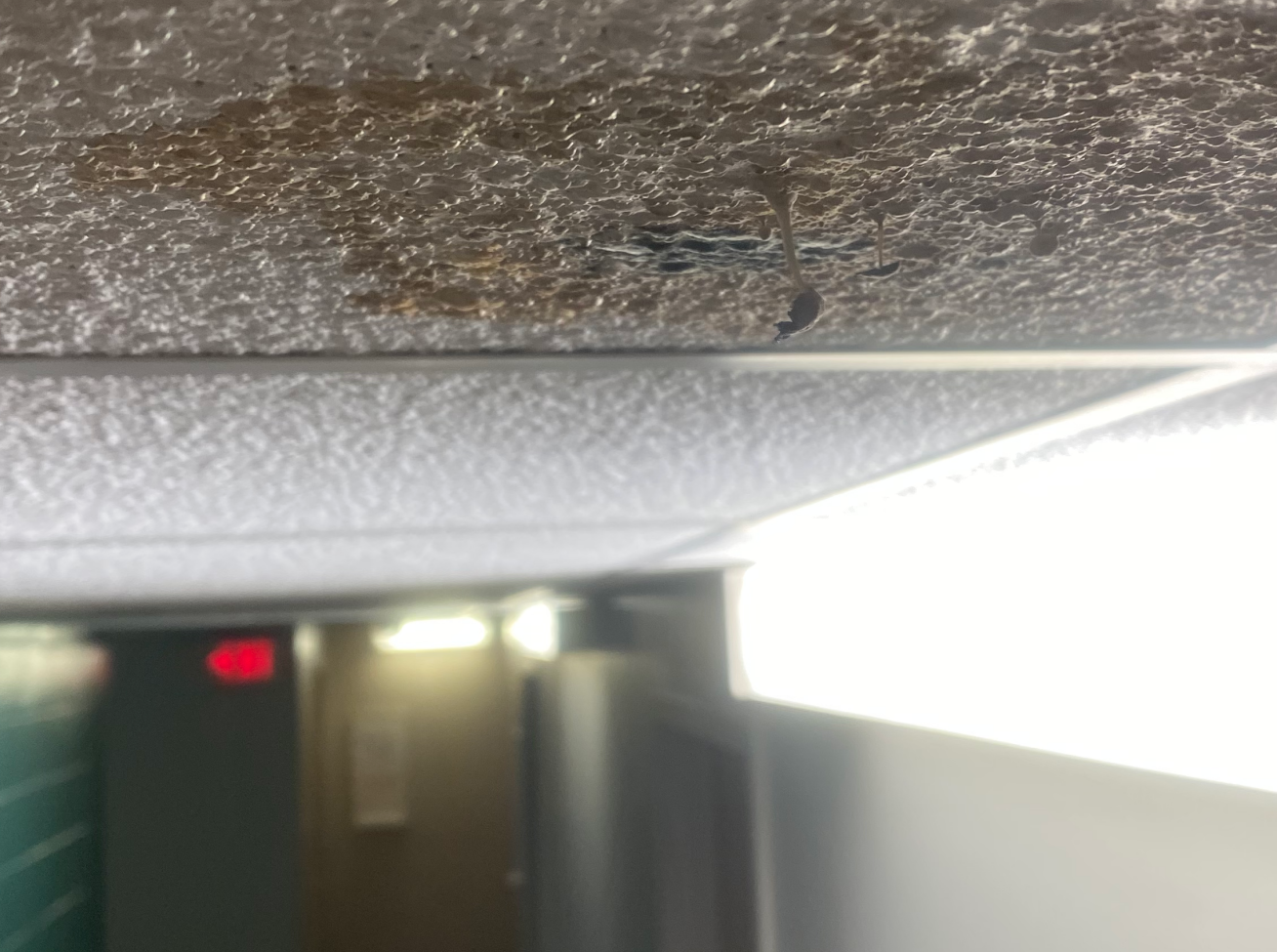 Mold Daily Gamecock 1